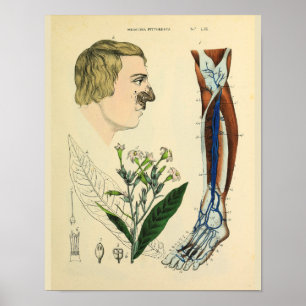 Venen Muskeln Bein Foot Anatomie Art Print Poster