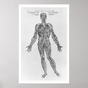 Venen- und Arteriesystem (b/w-Druck) Poster