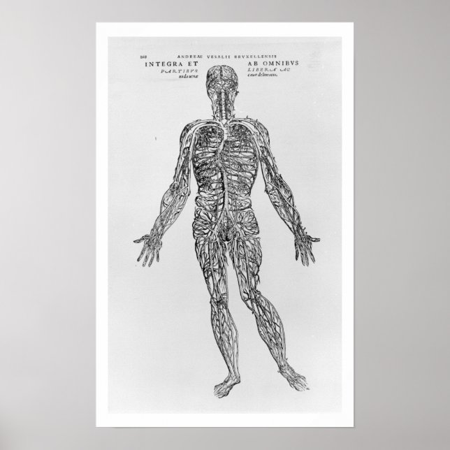Venen- und Arteriesystem (b/w-Druck) Poster (Vorne)