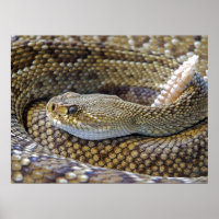 Venomous Rattle Schlange Nah