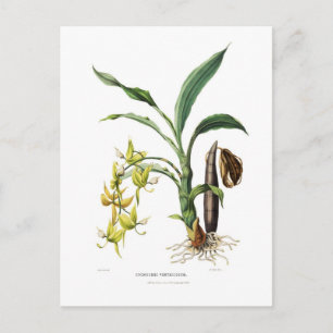 Ventricosum Postkarte