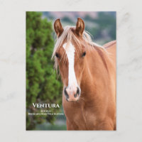 Ventura Postkarte