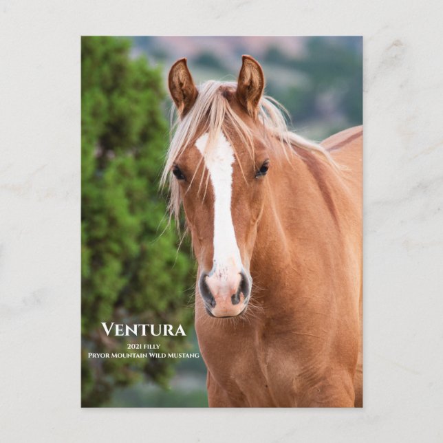 Ventura Postkarte (Vorderseite)