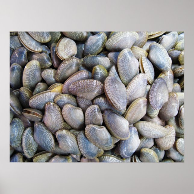 Venus Clam [ห อ ล า ย] Poster (Vorne)