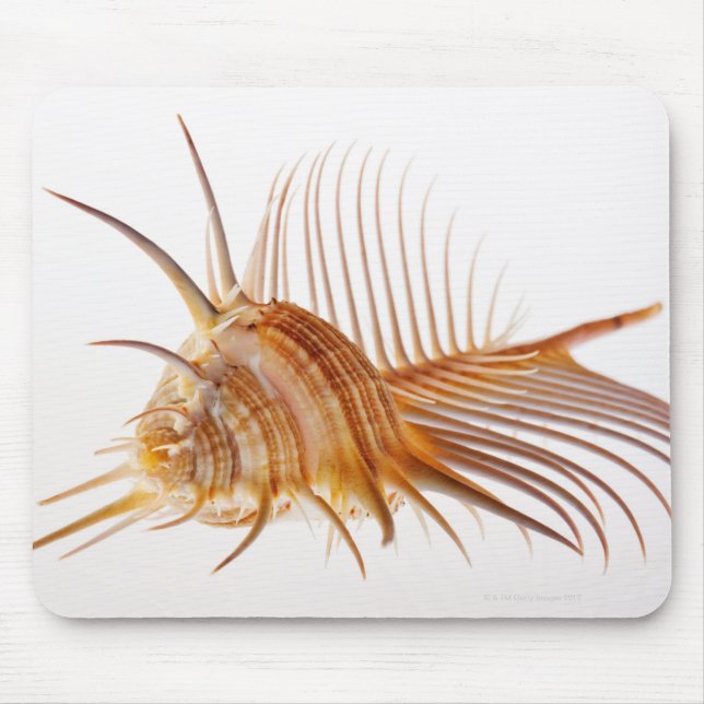 Venus Comb Murex Muschel (Murex pectin) gegen Mousepad (Vorne)