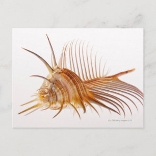 Venus Comb Murex Muschel (Murex pectin) gegen Postkarte