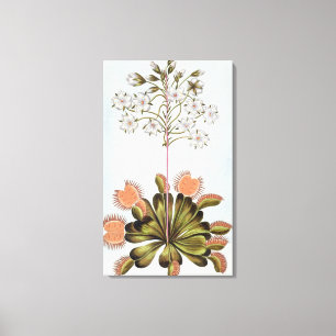 Venus Fliegenfalle, Platte 84, 'von der Sammlung Leinwanddruck