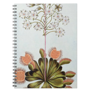 Venus Fliegenfalle, Platte 84, 'von der Sammlung Notizblock