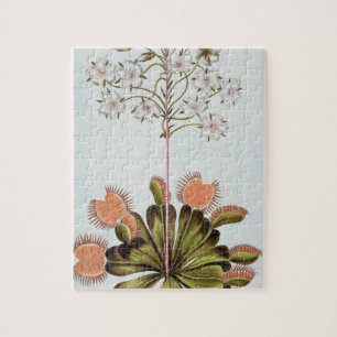 Venus Fliegenfalle, Platte 84, 'von der Sammlung Puzzle