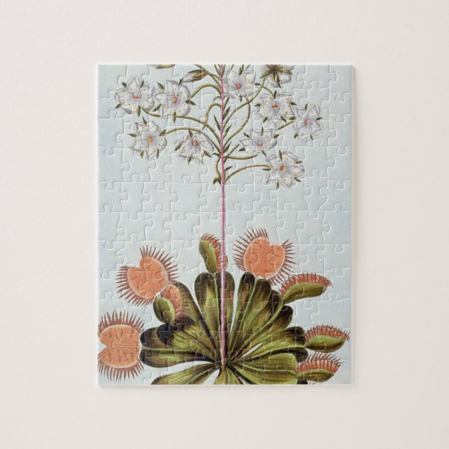 Venus Fliegenfalle, Platte 84, 'von der Sammlung Puzzle (Vertikal)