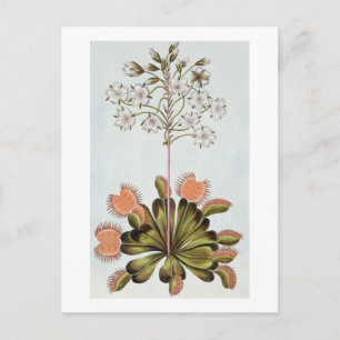 Venus Fly-Falle, Platte 84, aus "Collection Precie Postkarte