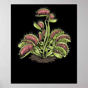 Venus Fly Fly Falle Pflanze Karnevorische Pflanze  Poster