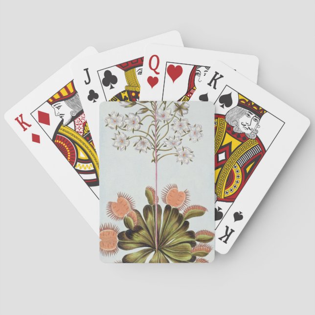 Venus Fly-trap, Plattform 84, from 'Collection Pre Spielkarten (Rückseite)