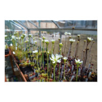 Venus Flytraps-Blume