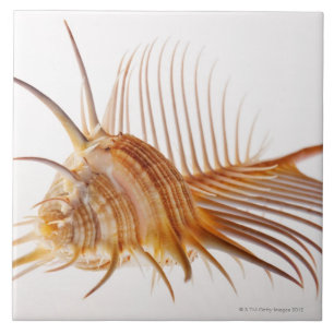 Venus-Kammmurex-Muschel (Murexpektin) gegen Fliese