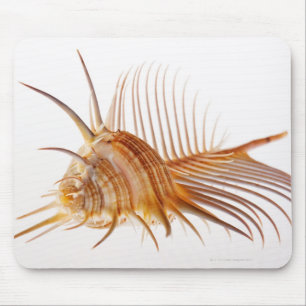 Venus-Kammmurex-Muschel (Murexpektin) gegen Mousepad