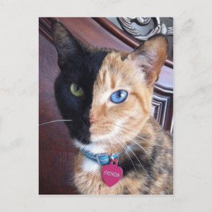 Venus-Portraitkarten Postkarte