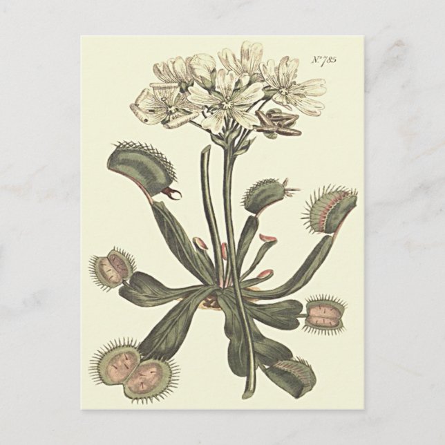 Venusfliegenfalle Botanische Illustration Postkarte (Vorderseite)