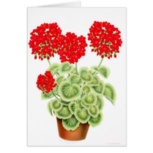 Veränderte rote Pelargonie-Karte