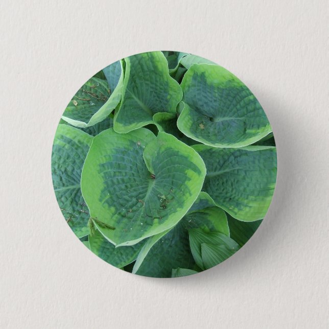 Veränderter Hosta-hellgrünes dunkelgrünes Blätter Button (Vorderseite)