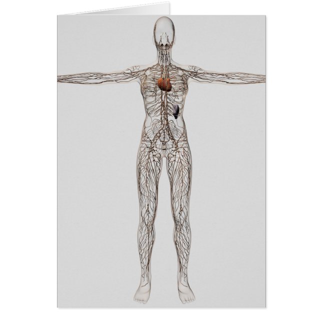 Veranschaulichung des Lymphsystems bei Frauen (Vorne)