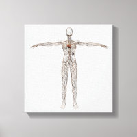 Veranschaulichung des Lymphsystems bei Frauen