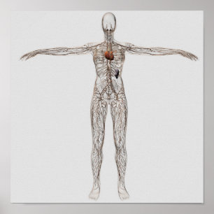 Veranschaulichung des Lymphsystems bei Frauen Poster