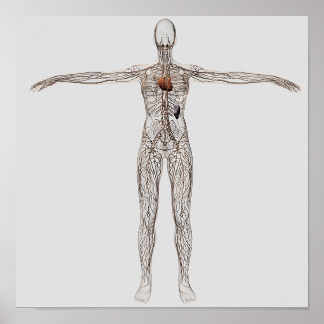 Veranschaulichung des Lymphsystems bei Frauen Poster (Vorne)