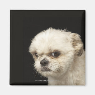 Verärgerter weißer Shih Tzu mit braunen Augen Magnet