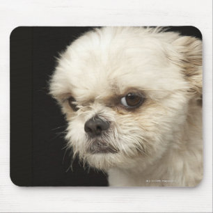 Verärgerter weißer Shih Tzu mit braunen Augen Mousepad