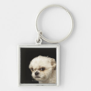 Verärgerter weißer Shih Tzu mit braunen Augen Schlüsselanhänger