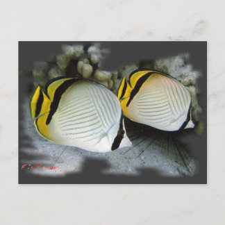 Verband Butterflyfish Life Partners Postkarte