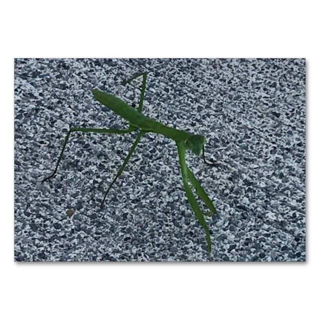 Verben, beten Mantis wandern, Flashcards lesen Tischnummer (Vorderseite)