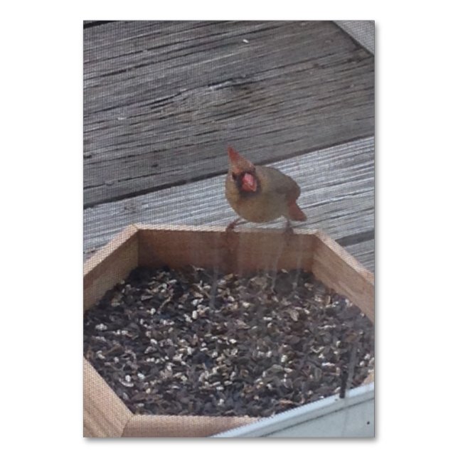 Verben Eating Robin Bird Reading Flashcards Tischnummer (Vorderseite)