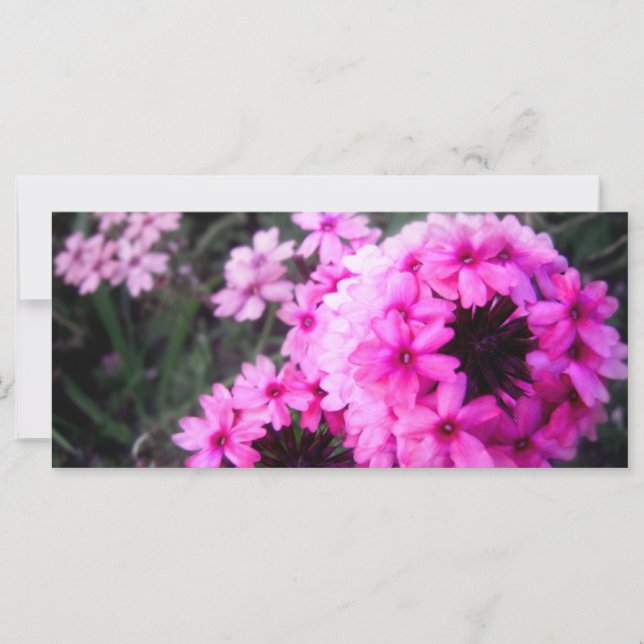 Verbena (Vorderseite)