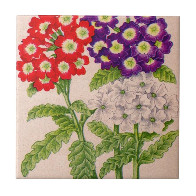 Verbena-Blume in rot und lila Fliese (Vorderseite)