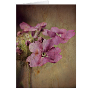 Verbena Delicate Pink Floral.
