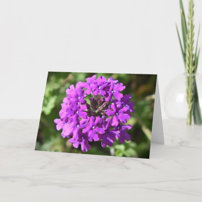 Verbena, Karte (Vorderseite)