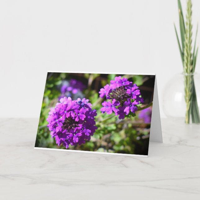 Verbena, Karte (Vorderseite)