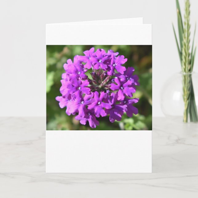 Verbena, Karte (Vorderseite)