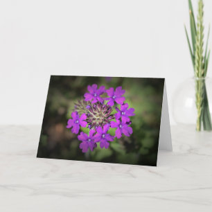Verbena, Karte