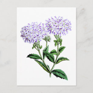 Verbena, Lady of Langlebury Postkarte