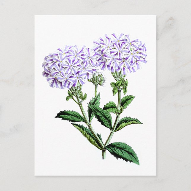 Verbena, Lady of Langlebury Postkarte (Vorderseite)