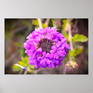 Verbena Poster