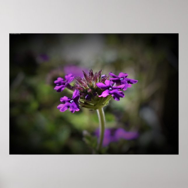 Verbena Poster (Vorne)