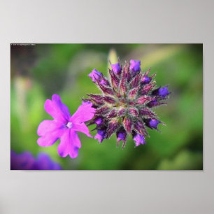 Verbena Poster