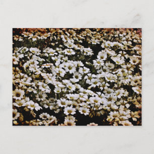 Verbesserte Dasies Floral Postkarte