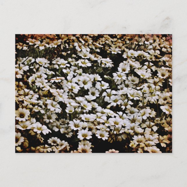 Verbesserte Dasies Floral Postkarte (Vorderseite)