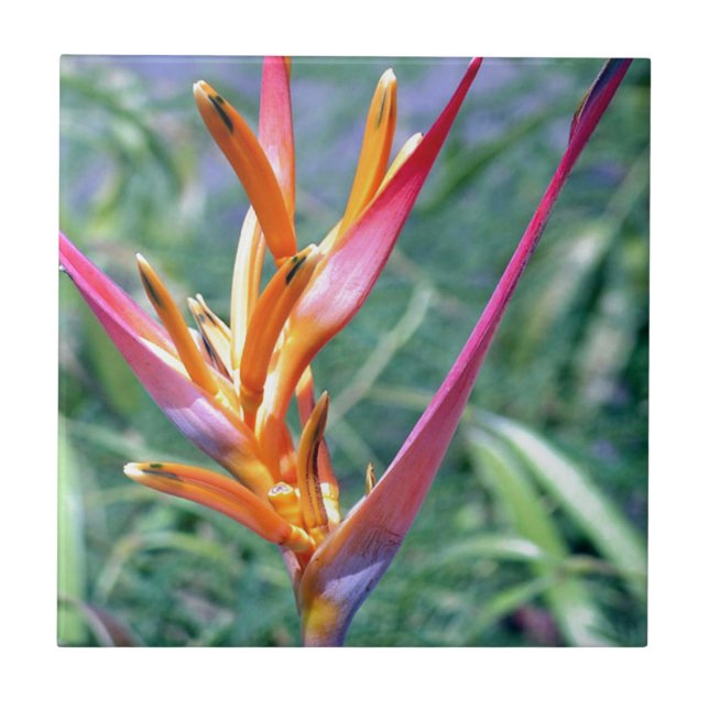 Verbesserte Heliconia-Blume Fliese (Vorderseite)