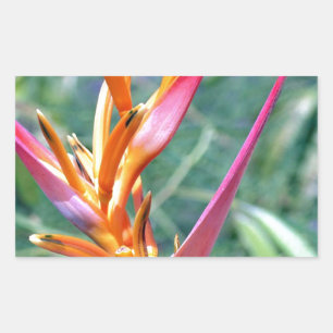 Verbesserte Heliconia-Blume Rechteckiger Aufkleber